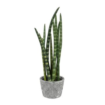 Dekorativ suckulent Sanseveria cylindrica FRINKAN i cementkruka, grön-gul, 45cm Dekorativ suckulent Sanseveria cylindrica FRINKAN i cementkruka, grön-gul, 45cm