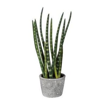 Dekorativ suckulent Sanseveria cylindrica FRINKAN i cementkruka, buskig, grön-gul, 45cm Dekorativ suckulent Sanseveria cylindrica FRINKAN i cementkruka, buskig, grön-gul, 45cm