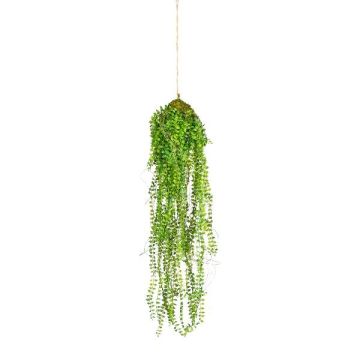 Konsthängare Muehlenbeckia STRULH, jordklump, rötter, grön, 70cm Konsthängare Muehlenbeckia STRULH, jordklump, rötter, grön, 70cm