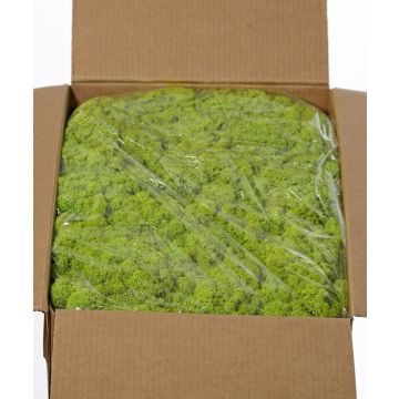 Äkta isländsk mossa SVEINBJÖRN, ljusgrön, 5kg Äkta isländsk mossa SVEINBJÖRN, ljusgrön, 5kg
