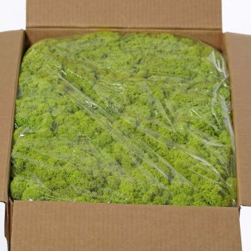 Äkta isländsk mossa SVEINBJÖRN, ljusgrön, 5kg Äkta isländsk mossa SVEINBJÖRN, ljusgrön, 5kg