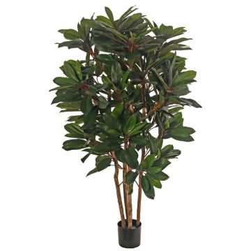 Schefflera konstväxt ZULEIKA, äkta stammar, grön, 120cm Schefflera konstväxt ZULEIKA, äkta stammar, grön, 120cm
