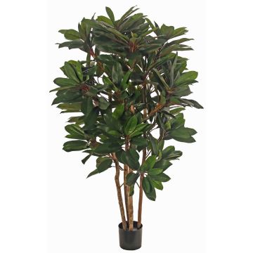 Schefflera konstväxt ZULEIKA, äkta stammar, grön, 120cm Schefflera konstväxt ZULEIKA, äkta stammar, grön, 120cm