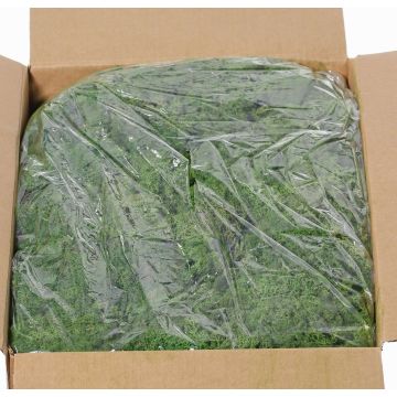 Äkta isländsk mossa SVEINBJÖRN, mörkgröna, 5kg Äkta isländsk mossa SVEINBJÖRN, mörkgröna, 5kg