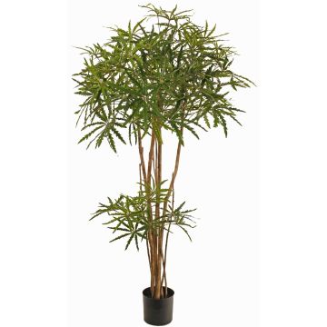 Dekorationsträd fingeraralie KHIRIA, äkta stammar, grön, 150cm Dekorationsträd fingeraralie KHIRIA, äkta stammar, grön, 150cm