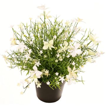 Dekorationsblomma, pelargon GISINDA i dekorativ kruka, vit-grön, 25cm Dekorationsblomma, pelargon GISINDA i dekorativ kruka, vit-grön, 25cm