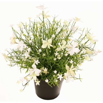 Dekorationsblomma, pelargon GISINDA i dekorativ kruka, vit-grön, 25cm