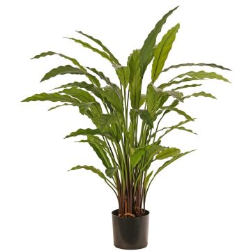 Dekorativ växt Calathea Rufibarba LEINANI, grön, 80cm