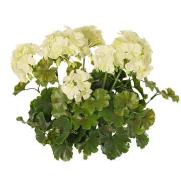 Konstgjord pelargon MALINA på stativ, crossdoor, krämfärgad, 40cm Konstgjord pelargon MALINA på stativ, crossdoor, krämfärgad, 40cm