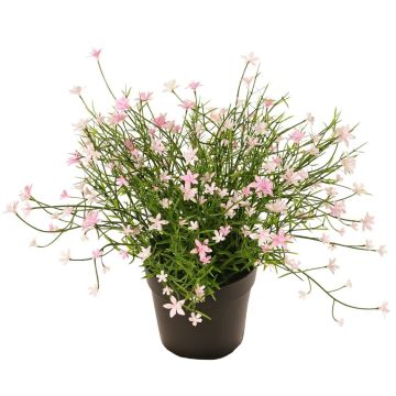 Dekorationsblomma GISINDA i dekorativ kruka, rosa, 25cm Dekorationsblomma GISINDA i dekorativ kruka, rosa, 25cm