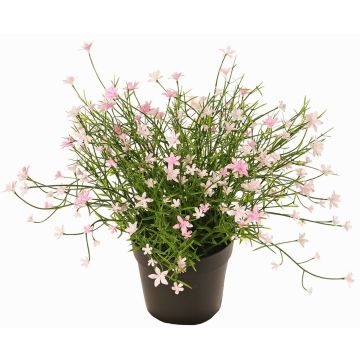 Dekorationsblomma GISINDA i dekorativ kruka, rosa, 25cm