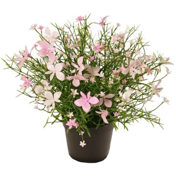 Dekorationsblomma GISINDA i dekorationskruka, rosa-krämfärgad, 25cm Dekorationsblomma GISINDA i dekorationskruka, rosa-krämfärgad, 25cm