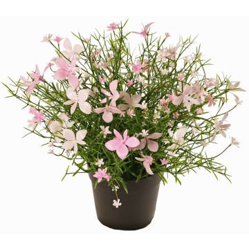 Dekorationsblomma GISINDA i dekorationskruka, rosa-krämfärgad, 25cm