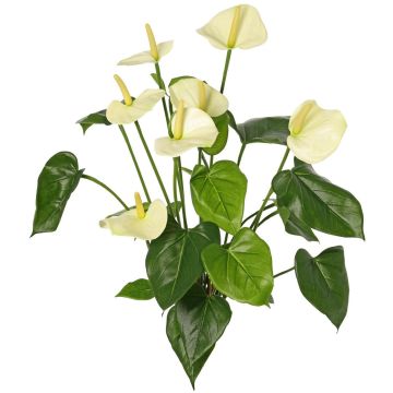 Konstgjord anthurium NAKITA på stativ, krämfärgad, 50cm Konstgjord anthurium NAKITA på stativ, krämfärgad, 50cm