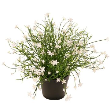 Dekorationsblomma flitiga Lisa GISINDA i dekorativ kruka, vit, 25cm Dekorationsblomma flitiga Lisa GISINDA i dekorativ kruka, vit, 25cm