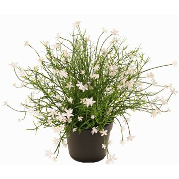 Dekorationsblomma flitiga Lisa GISINDA i dekorativ kruka, vit, 25cm
