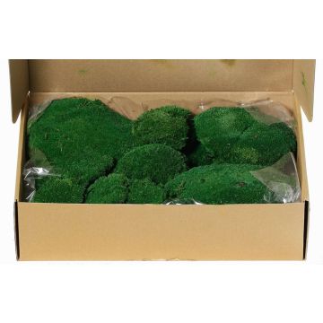 Äkta plattmossa SEETHA, grön, 800g, 0,15 m² Äkta plattmossa SEETHA, grön, 800g, 0,15 m²