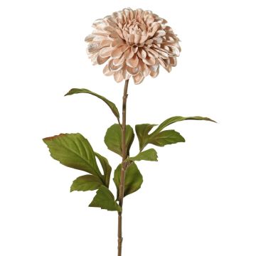 Sammetdahlia TINFAS, blekrosa, 60cm, Ø13cm