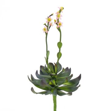 Plastskum Aeonium CHARLIZE med blommor, stickpinne, rosa, 30cm