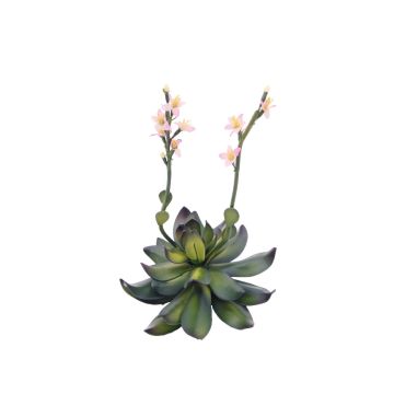 Plastskum Aeonium CHARLIZE med blommor, stickpinne, rosa, 30cm
