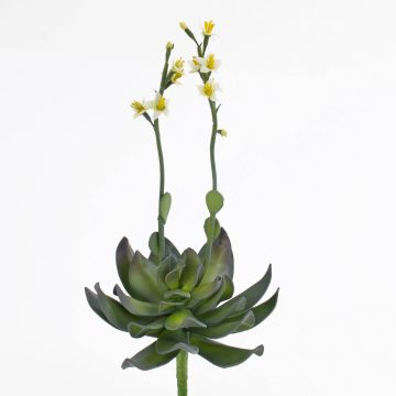 Plastskum Aeonium CHARLIZE med blommor, stickpinne, gul, 30cm Plastskum Aeonium CHARLIZE med blommor, stickpinne, gul, 30cm