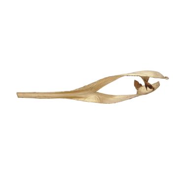 Stort torkat kokosblad FAYOLA, guld, 130cm Stort torkat kokosblad FAYOLA, guld, 130cm