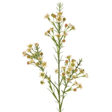 Dekorativ kvist med vaxblomma FRINDALS, krämfärgad, 65cm, Ø1,5-2cm Dekorativ kvist med vaxblomma FRINDALS, krämfärgad, 65cm, Ø1,5-2cm