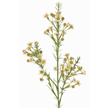 Dekorativ kvist med vaxblomma FRINDALS, krämfärgad, 65cm, Ø1,5-2cm