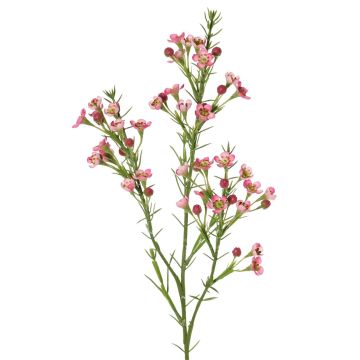Dekorativ kvist vaxblomma FRINDALS, mörkrosa, 65cm, Ø1,5-2cm Dekorativ kvist vaxblomma FRINDALS, mörkrosa, 65cm, Ø1,5-2cm