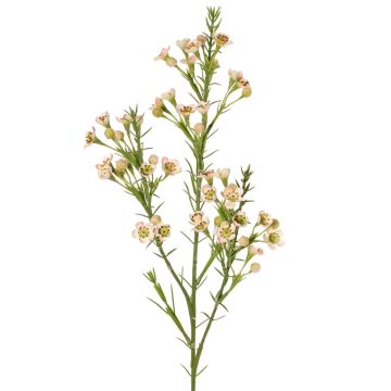 Dekorativ kvist med vaxblomma FRINDALS, ljusrosa-vit, 65cm, Ø1,5-2cm Dekorativ kvist med vaxblomma FRINDALS, ljusrosa-vit, 65cm, Ø1,5-2cm