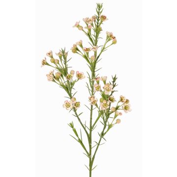 Dekorativ kvist med vaxblomma FRINDALS, ljusrosa-vit, 65cm, Ø1,5-2cm