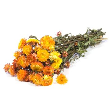 Stråblommor bukett ALMINKA, torkade, orange-gula, 50-60cm, Ø15cm Stråblommor bukett ALMINKA, torkade, orange-gula, 50-60cm, Ø15cm