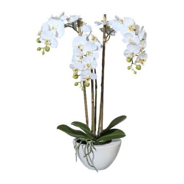 Konstgjord Phalaenopsis-orkidé LARKEN i keramikskål, rötter, vit, 50cm Konstgjord Phalaenopsis-orkidé LARKEN i keramikskål, rötter, vit, 50cm