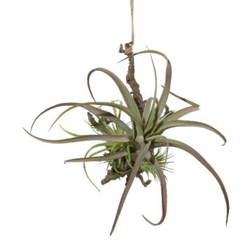 Dekoration: Tillandsia stricta-arrangemang SNARFY på gren, hängande, grön, 21x27cm Dekoration: Tillandsia stricta-arrangemang SNARFY på gren, hängande, grön, 21x27cm