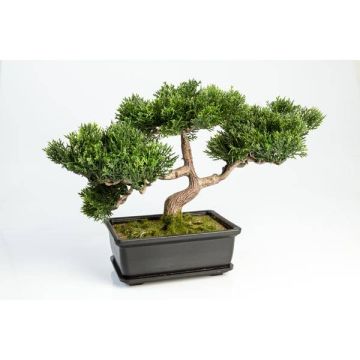 Konstgjord bonsai-ceder ALESSA med rötter, i planteringsskål, 23cm