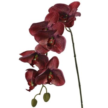 Konstgjord Phalaenopsis-orkidé LARDUEN, vinröd, 75cm, Ø10cm Konstgjord Phalaenopsis-orkidé LARDUEN, vinröd, 75cm, Ø10cm