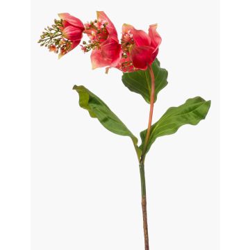 Konstgjord blomma medinilla NIVARD, korall, 110cm Konstgjord blomma medinilla NIVARD, korall, 110cm