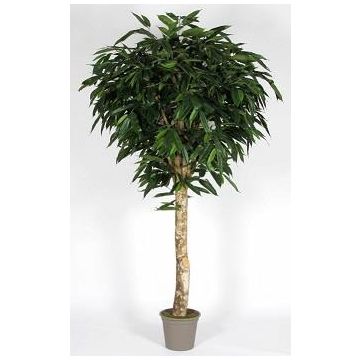 Konstgjord Longifolia YANIRA, äkta stam, grön, 300cm - Tillverkad i Italien
