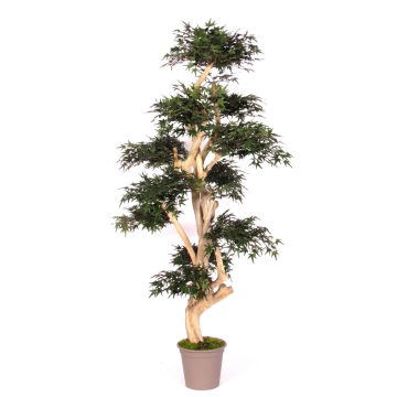 Dekorationsträd japansk lönn SLAWIK, äkta stam, grön, 185cm - Tillverkad i Italien Dekorationsträd japansk lönn SLAWIK, äkta stam, grön, 185cm - Tillverkad i Italien
