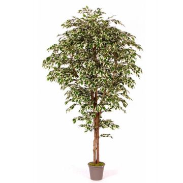 Konstgjord Ficus Benjamini LINETTE, naturliga stammar, grön-vit, 250cm - Tillverkad i Italien