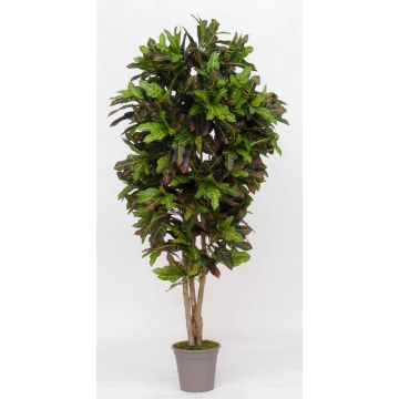 Konstgjord kroton KAJETANA, naturstammar, brokig, 175cm - Tillverkad i Italien Konstgjord kroton KAJETANA, naturstammar, brokig, 175cm - Tillverkad i Italien