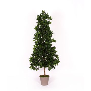 Dekorativ körsbärslorberpyramid KUSJENKA, naturstam, frukter, 120cm - Tillverkad i Italien