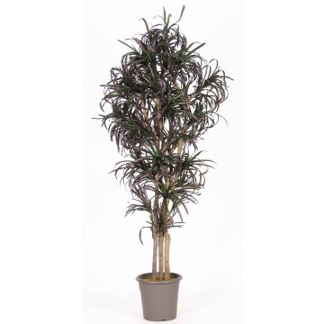 Imitation av dracaena marginata KIMANORA, naturstammar, grön-röd, 175cm - Tillverkad i Italien Imitation av dracaena marginata KIMANORA, naturstammar, grön-röd, 175cm - Tillverkad i Italien