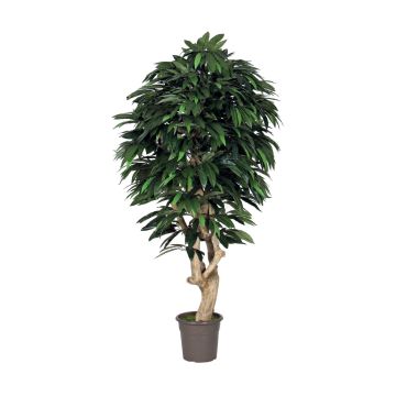 Dekorativ mango CORINDA, äkta stam, grön, crossdoor, 200cm - Tillverkad i Italien