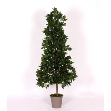 Dekorativ körsbärslorberpyramid KUSJENKA, naturstam, frukter, 150cm - Tillverkad i Italien