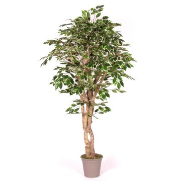 Konstgjord Ficus Benjamini YANEXY, naturstammar, grön-vit, 175cm - Tillverkad i Italien