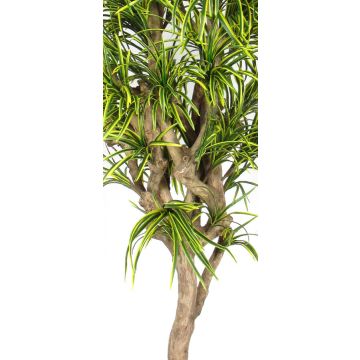 Konstgjord Dracaena Reflexa Jamaica KOLOMBINE, äkta stam, grön-gul, crossdoor, 175cm - Tillverkad i Italien