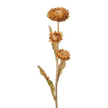 Dekorationsblomma Kap-stråblomma BERLENA, konjakfärgad, 60cm Dekorationsblomma Kap-stråblomma BERLENA, konjakfärgad, 60cm