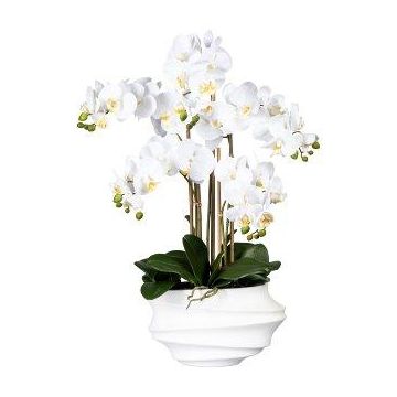 Konstgjord Phalaenopsis-orkidé ZALBROK, dekorvas vit, rötter, vit, 75cm