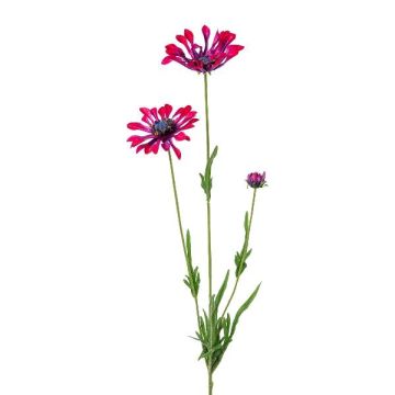 Dekorativ kvist med prästkrage NIELAY, vinröd, 65cm Dekorativ kvist med prästkrage NIELAY, vinröd, 65cm